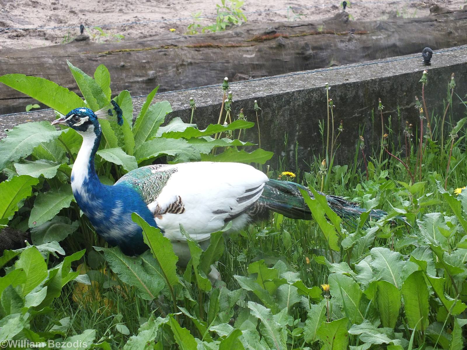 Peacock Mutation
