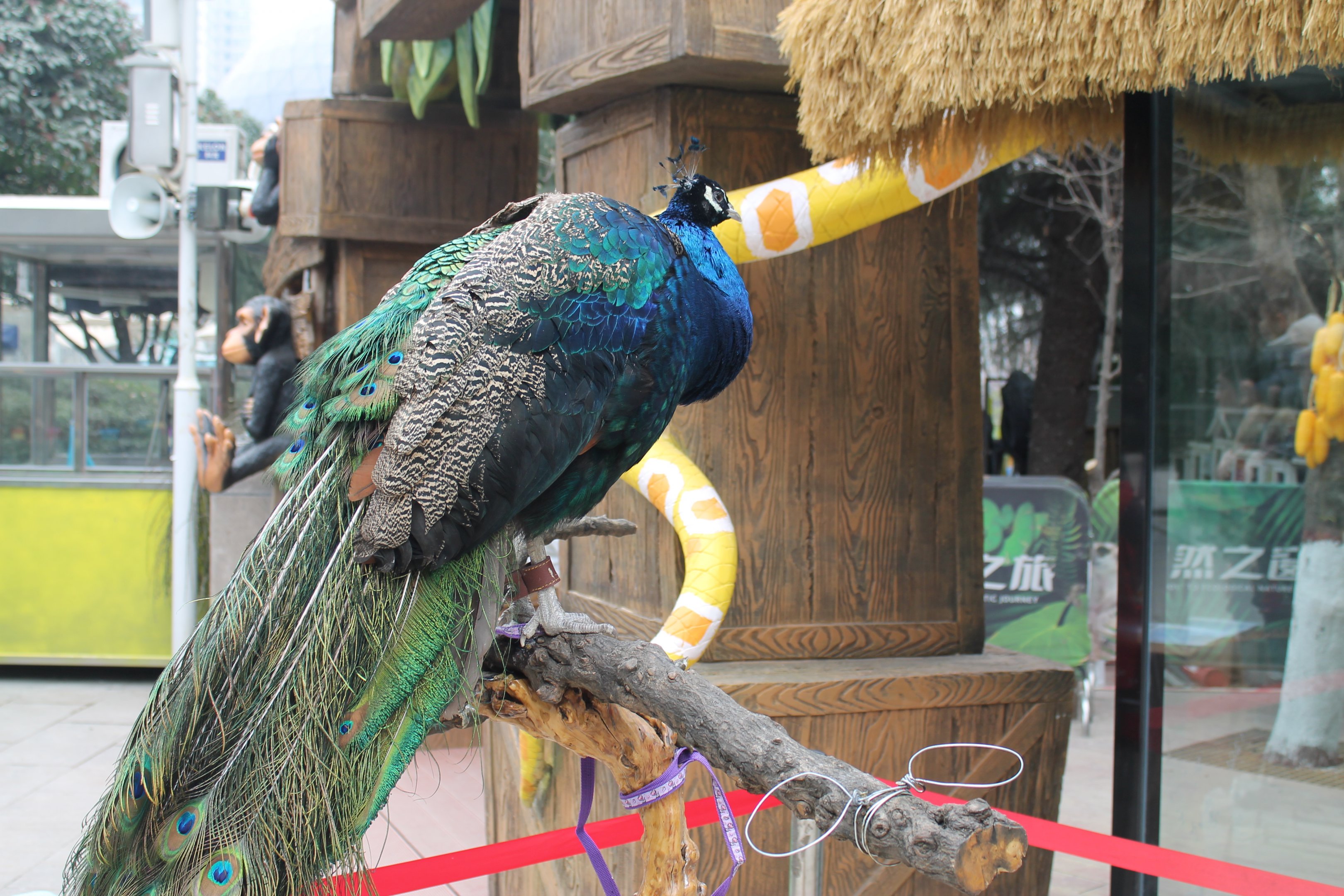 Peacock on a stick at entrance
