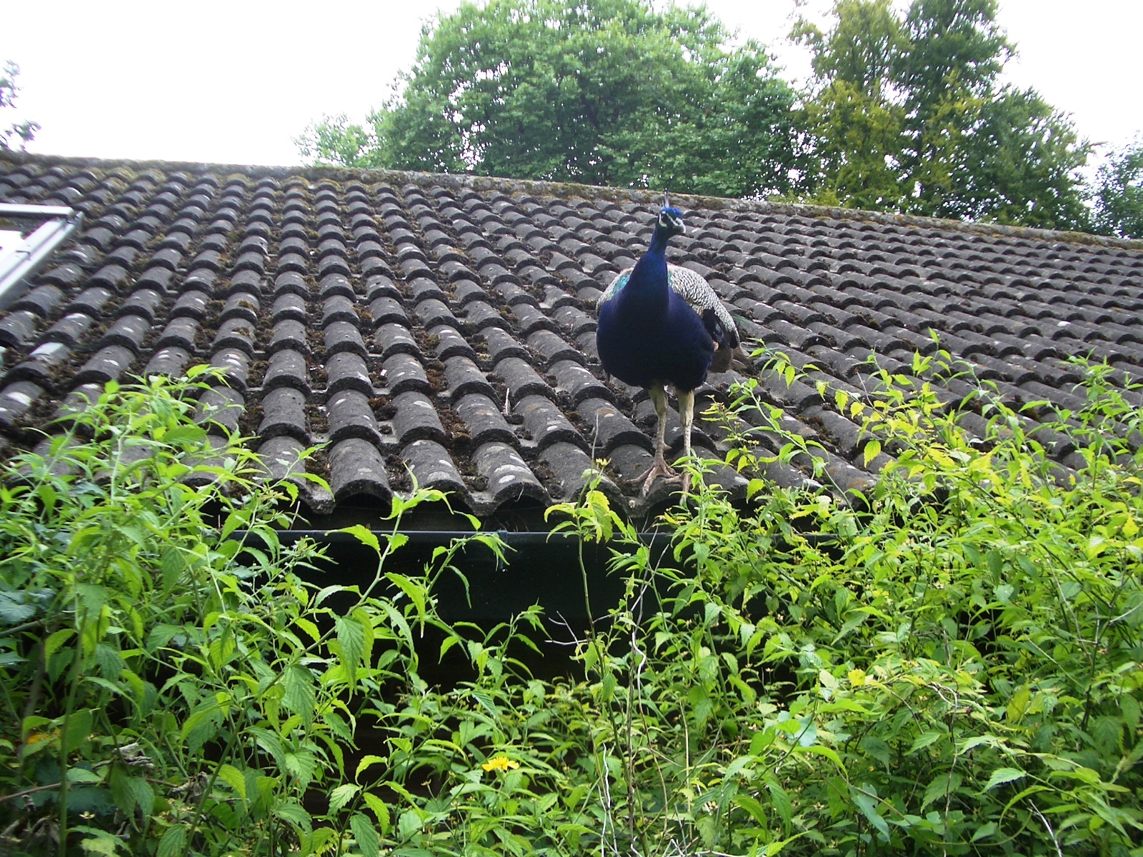Peacock on Rhino House Roof - 27.07.2010