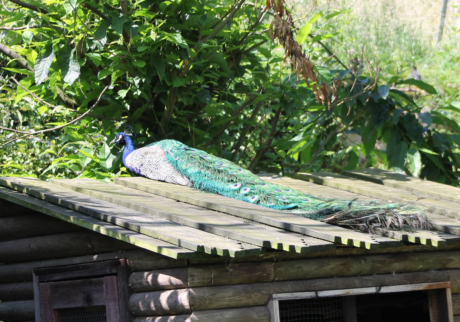 Peacock on the roof