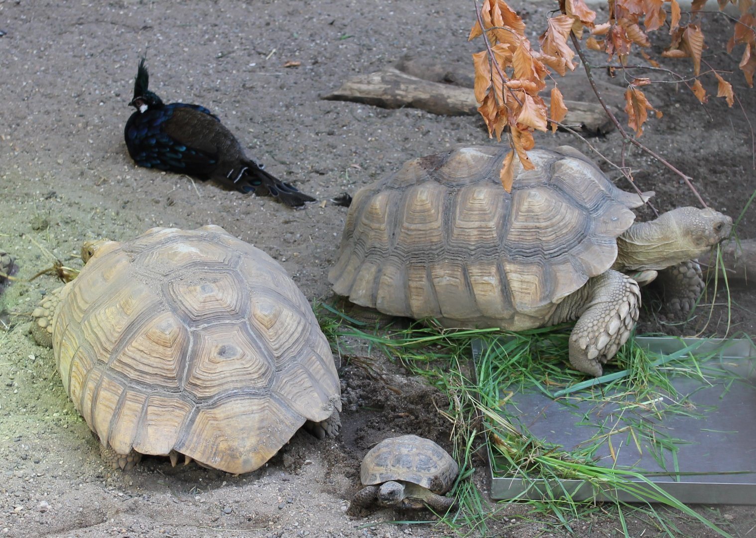 Peacock-pheasant and Tortoises