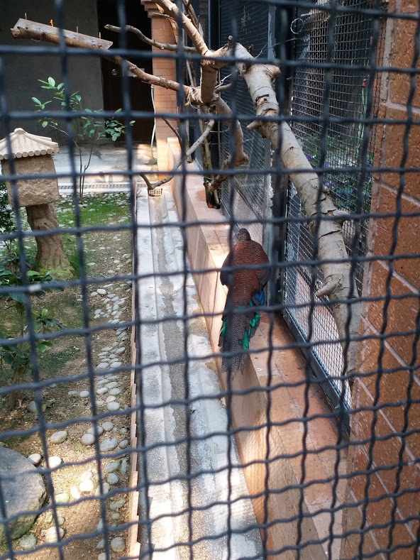 Peacock pheasant ID?