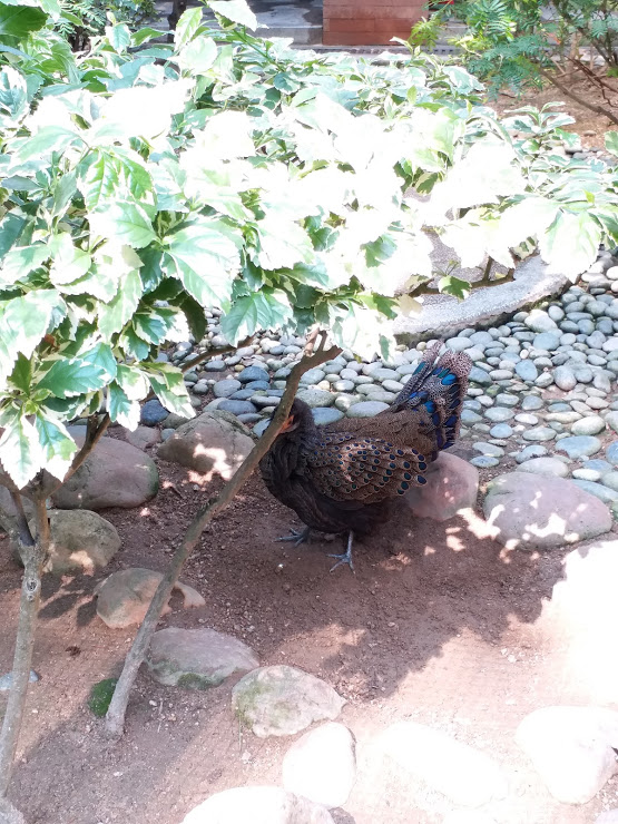 Peacock pheasant ID?