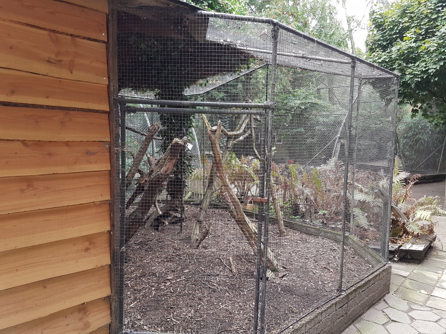 Peacock-pheasant - kestrel aviary