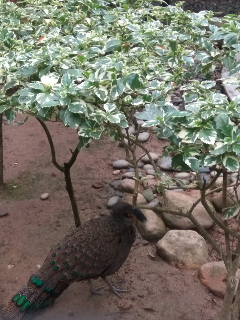 Peacock pheasant