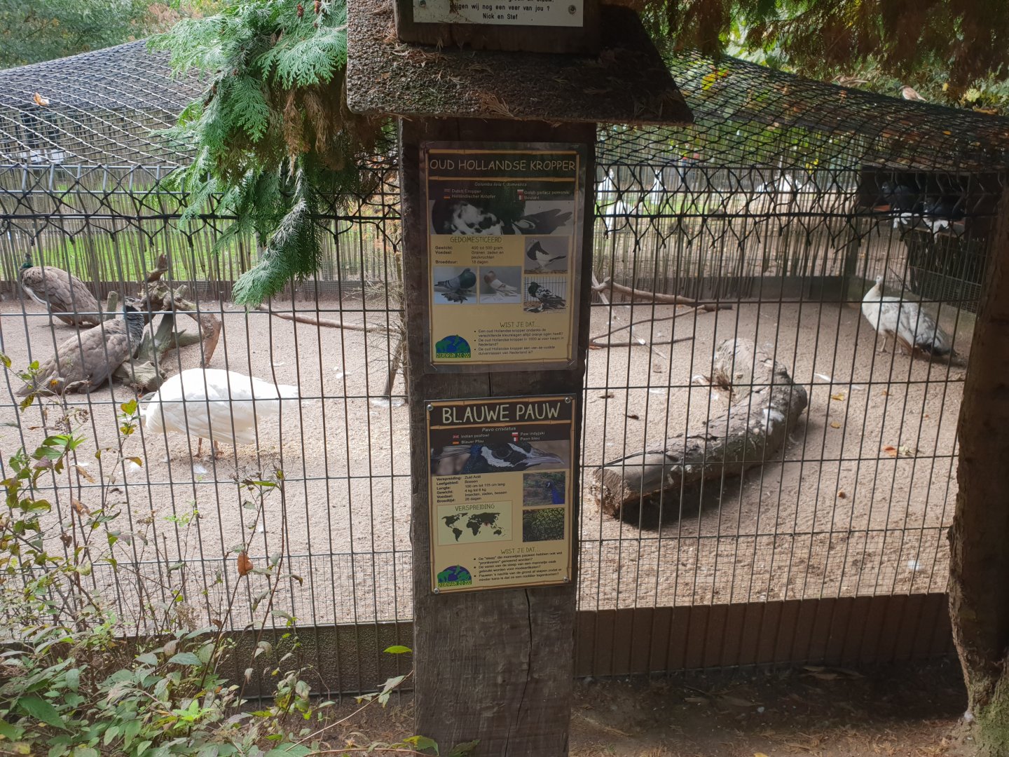 Peacock - Pigeon aviary and signs