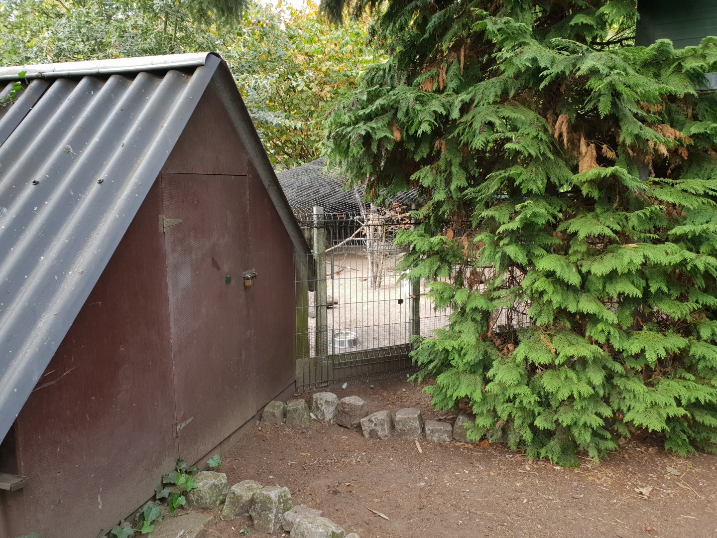 Peacock - Pigeon shed and enclosure