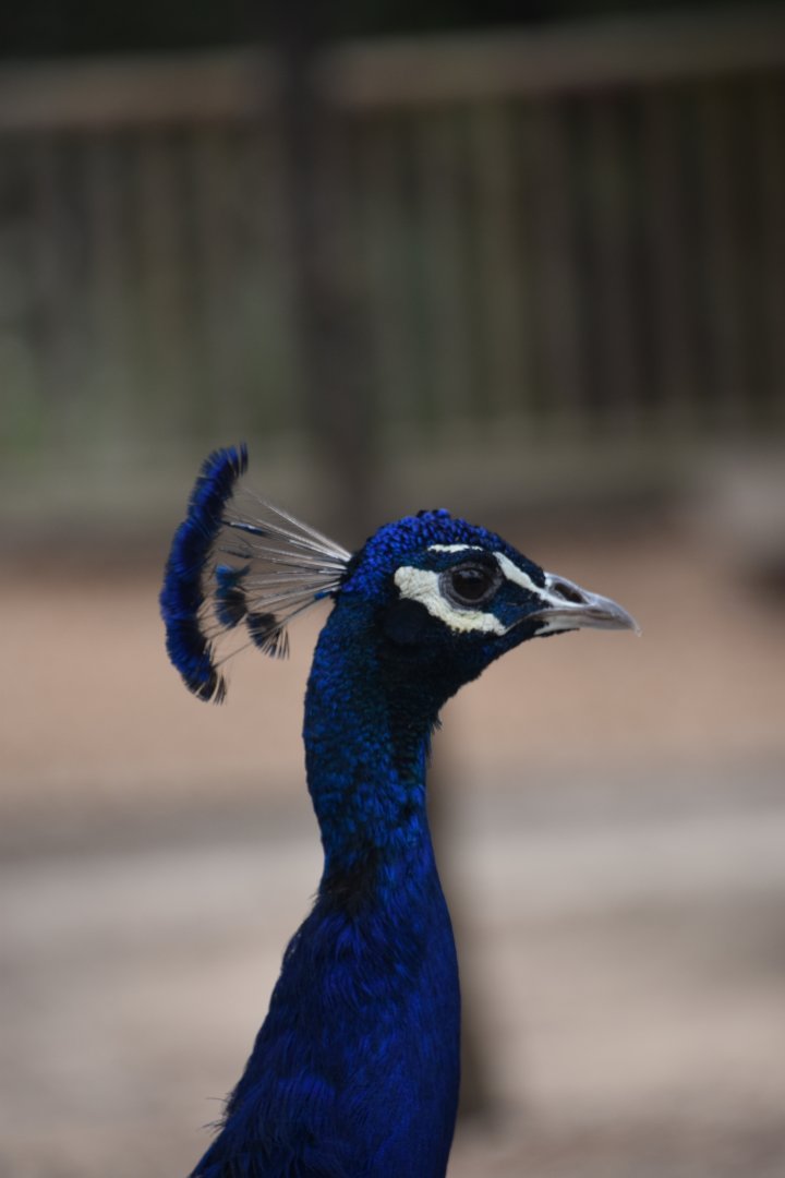 Peacock Portrait