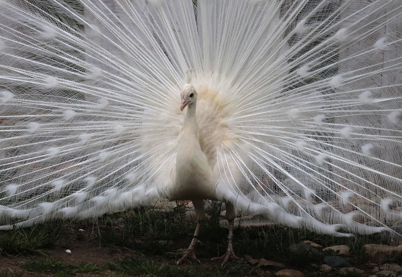 Peacock - Potter Park Zoo - 05/20/19