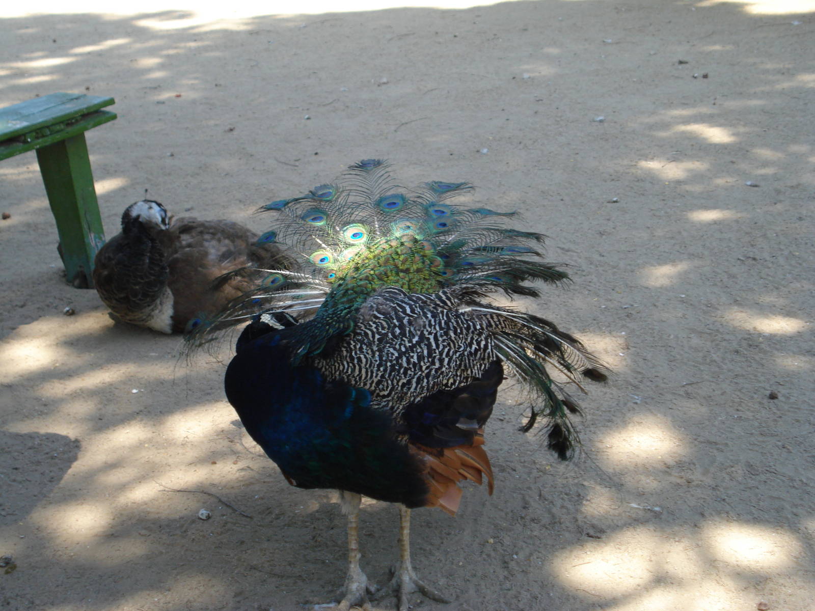 Peacock preening