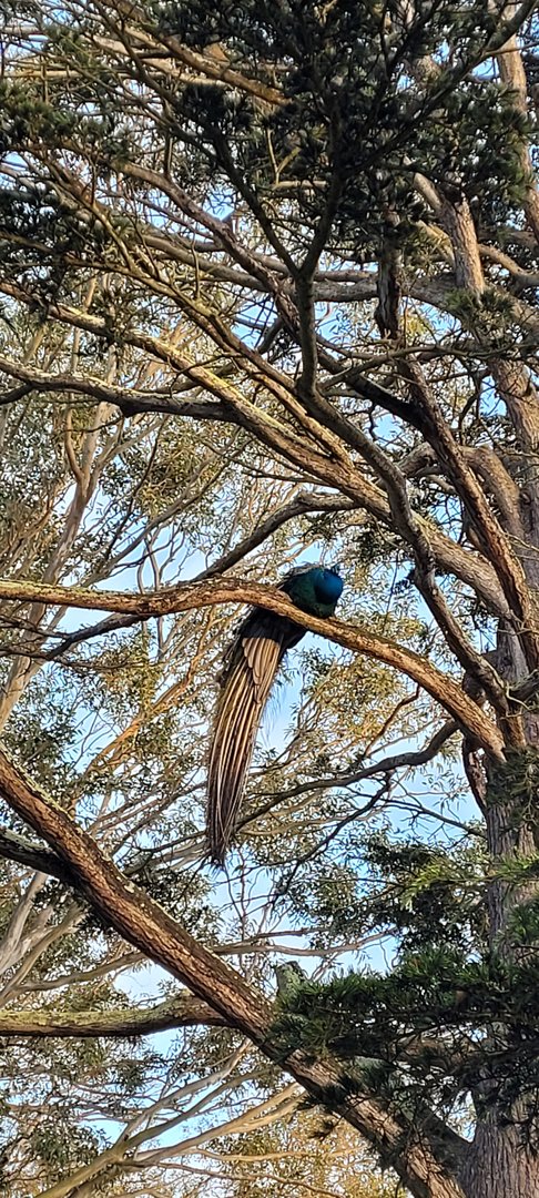 Peacock roosting
