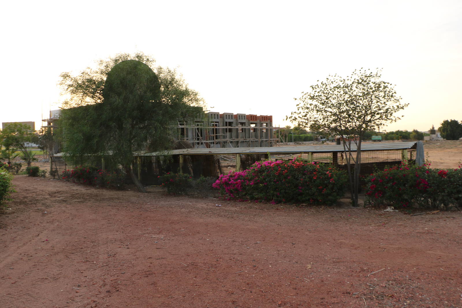 Peacock run - Master Zoo, October 2015