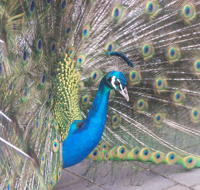 Peacock struts his stuff