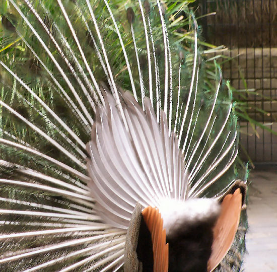 Peacock tail feathers