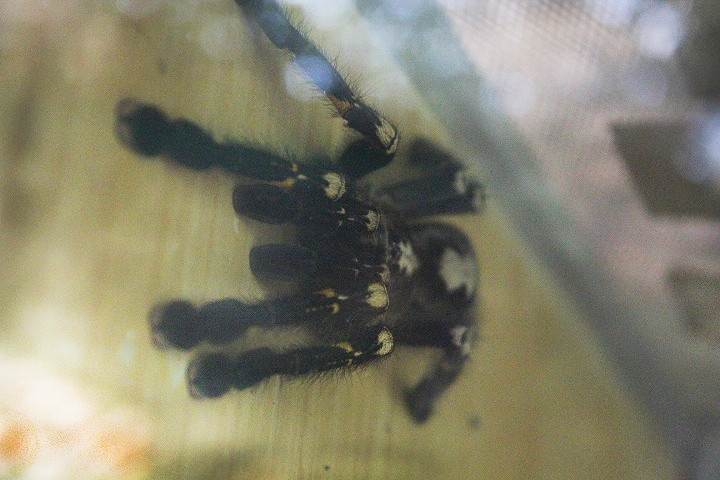 Peacock tarantula (Poecilotheria metallica)