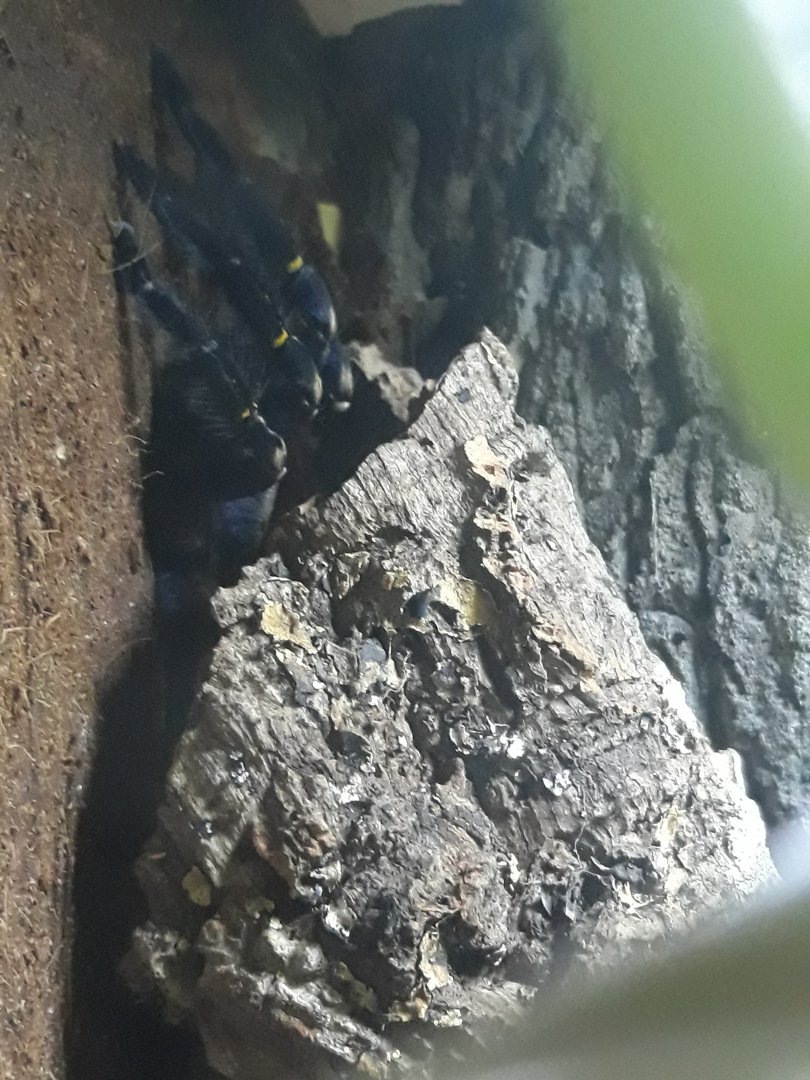 Peacock tarantula