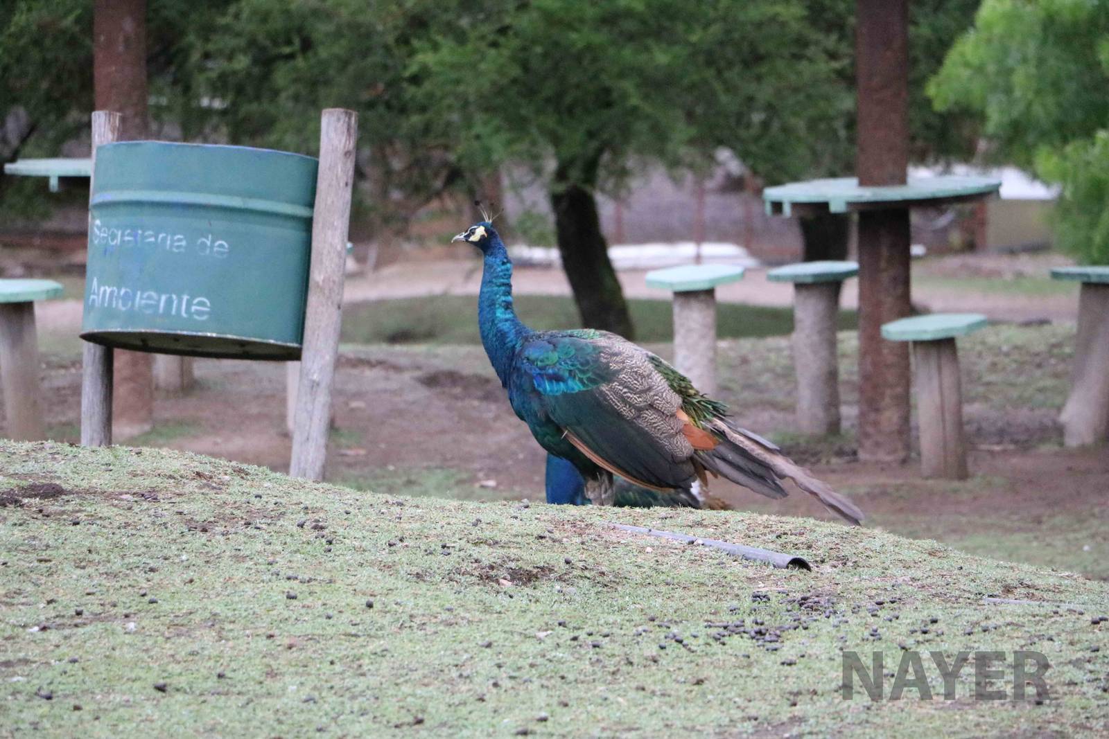 Peacock - Tatu Carreta, April 2016.