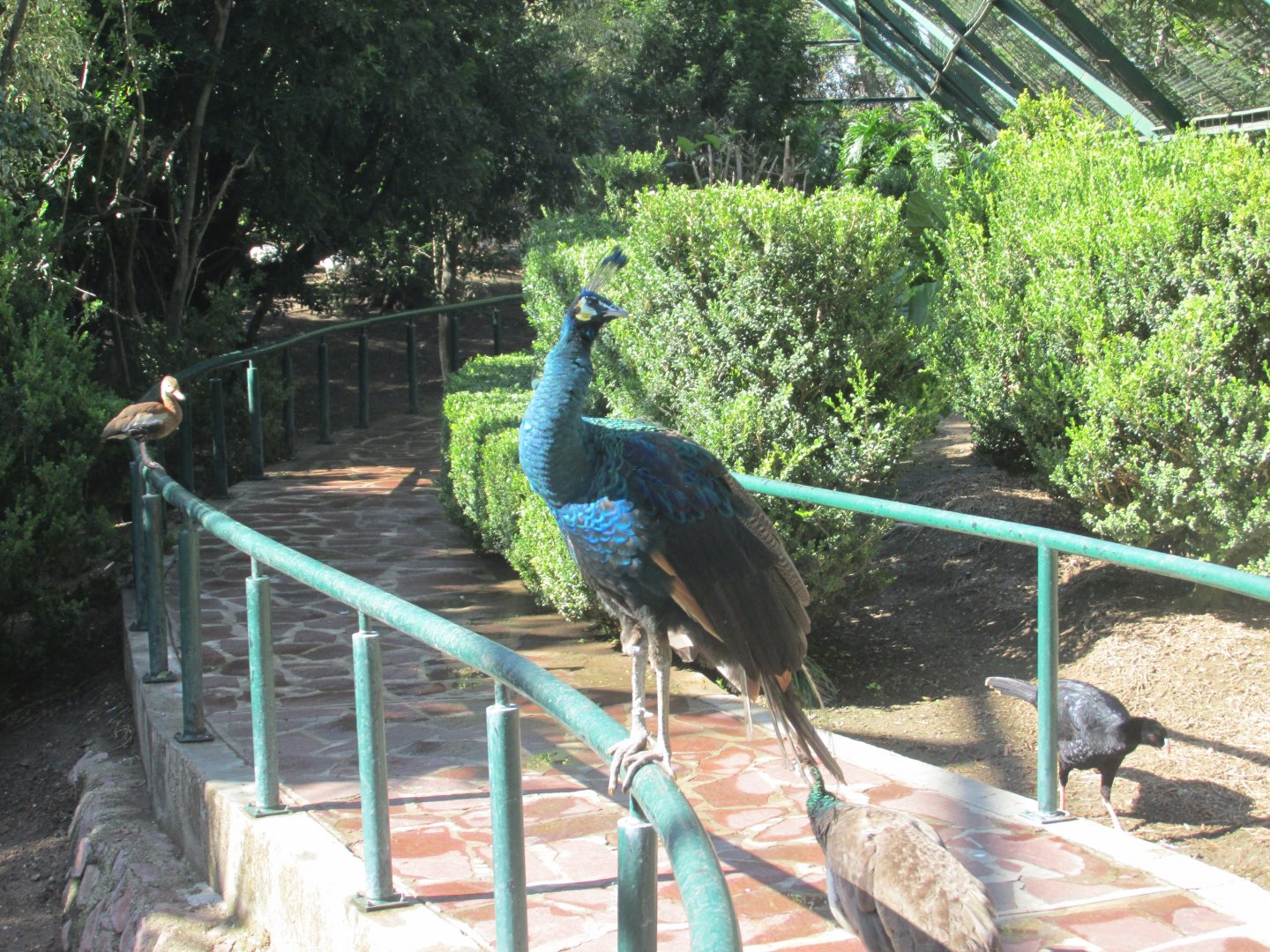 peacock, tree duck and currasow in free flight aviary