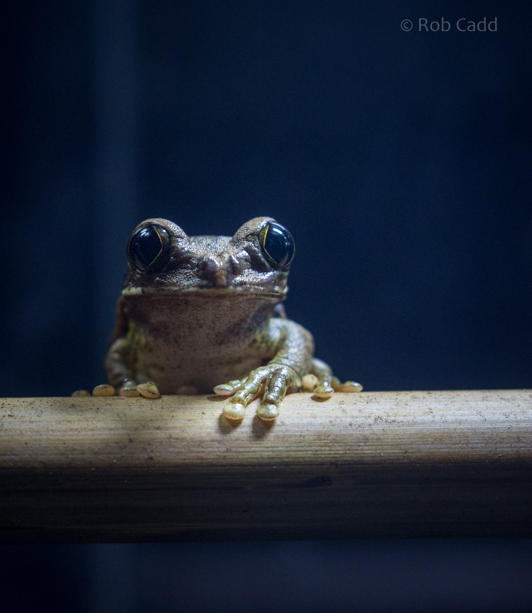 Peacock tree frog : Cotswold WP : 14 Aug 2016