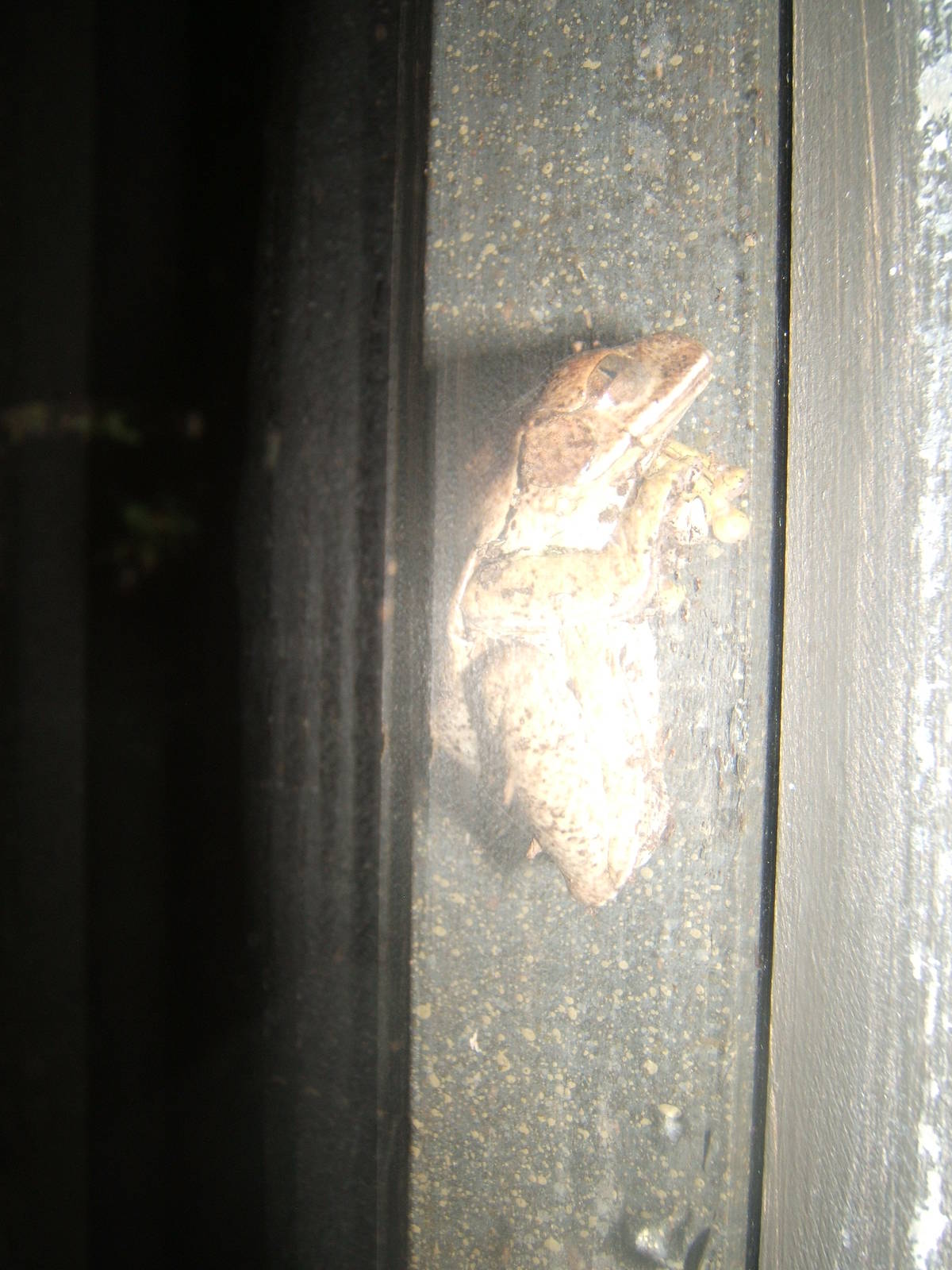 Peacock Tree Frog (Leptopelis vermiculatus)