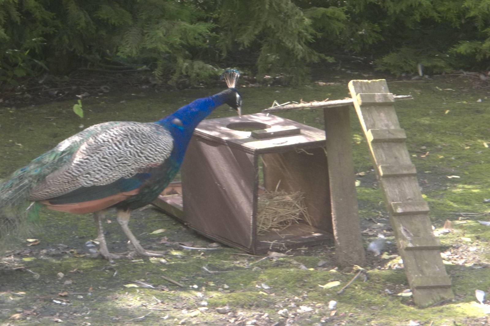 Peacock vandalism, 2nd July 2016