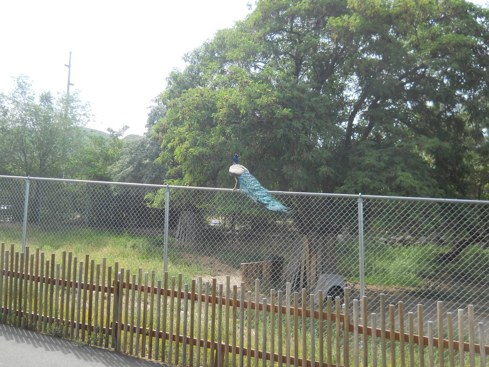 Peacock visiting the llamas and goats.