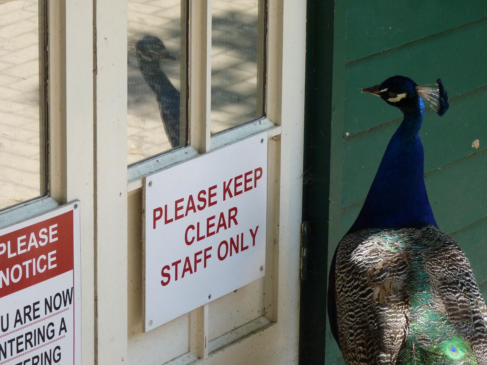 Peacock who isnt a Member of Staff