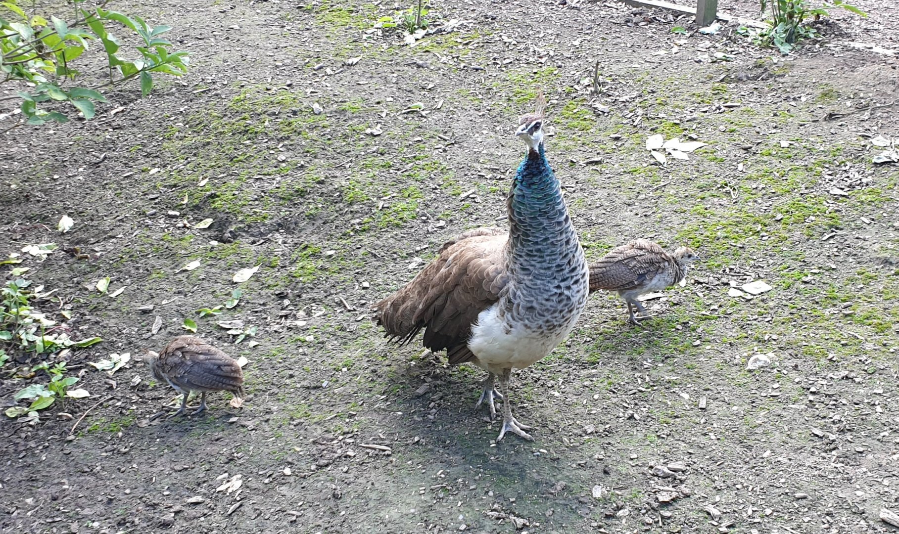 Peacock with chicks