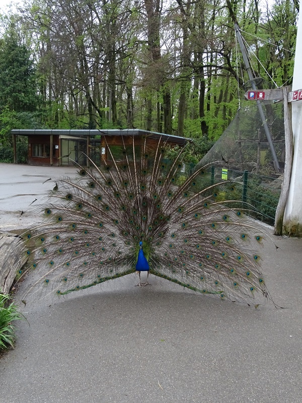 Peacock with various enclosures in the back