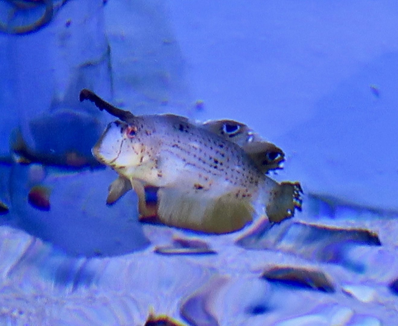 Peacock Wrasse juvenile (Iniistius pavo)