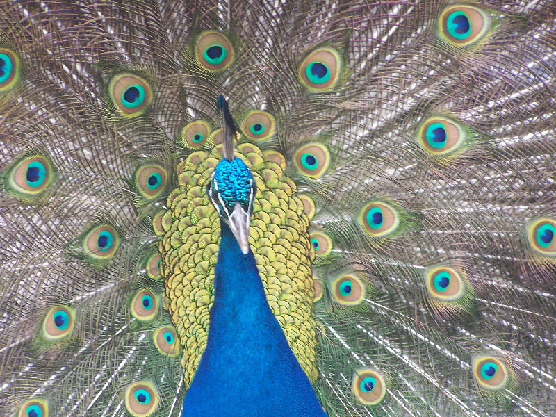 Peacock