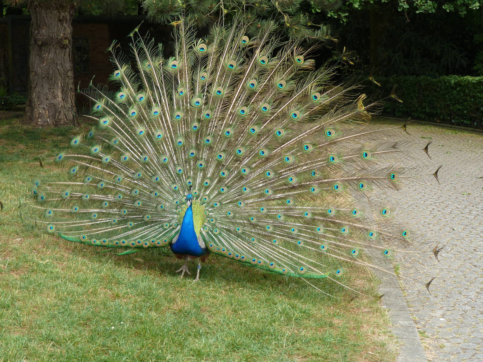 Peacock