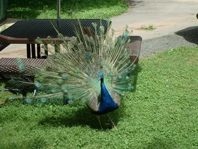 peacock