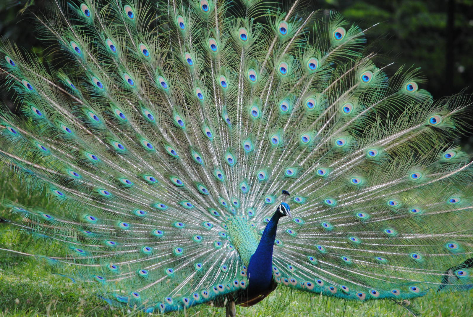Peacock
