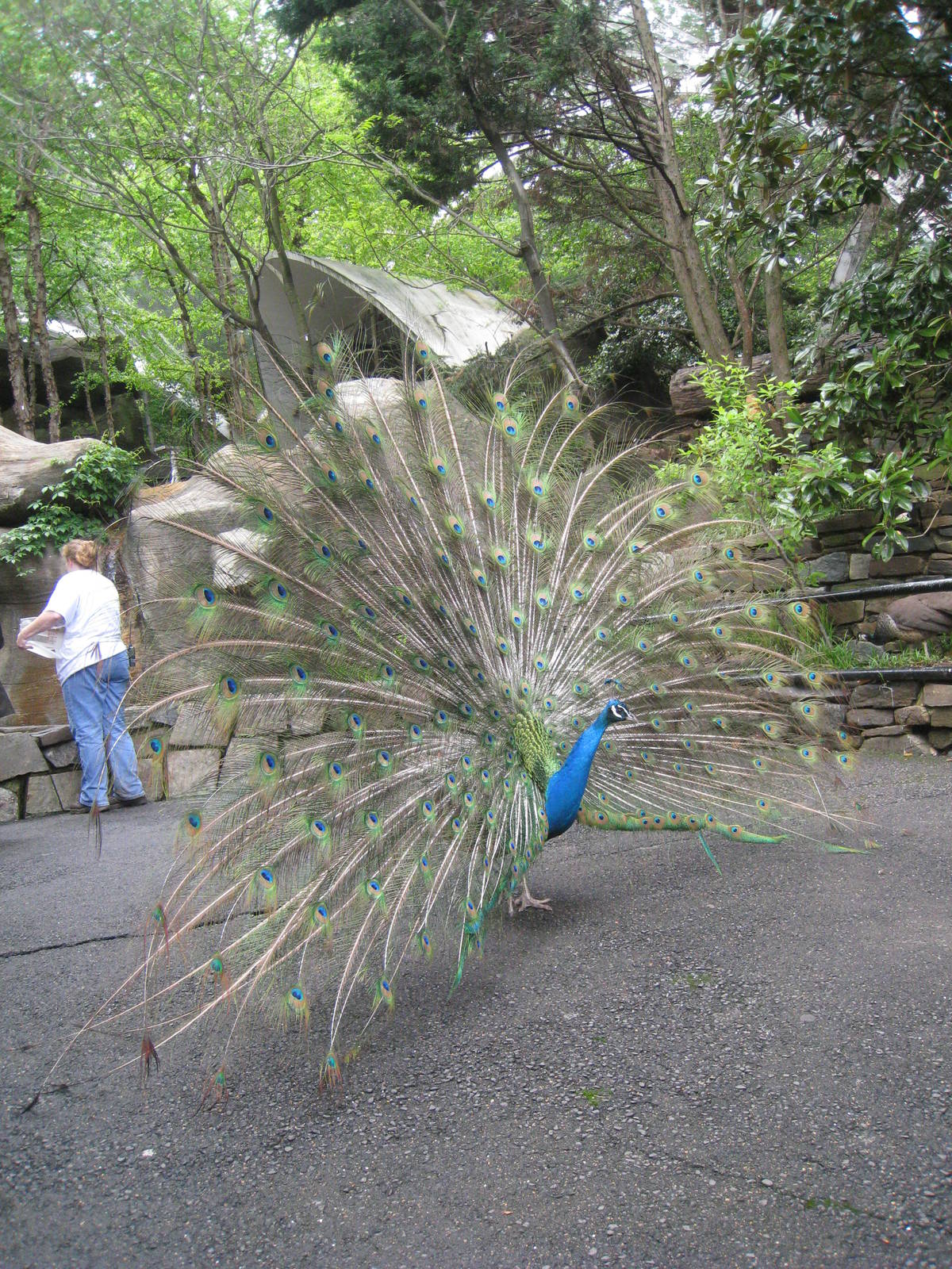 Peacock