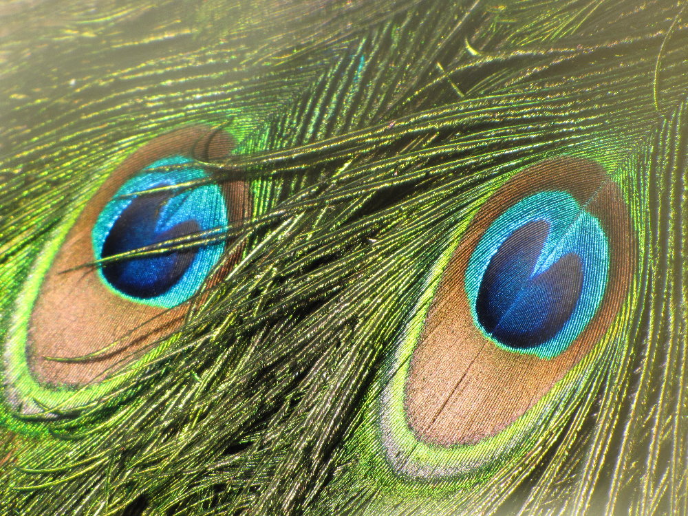 Peacock