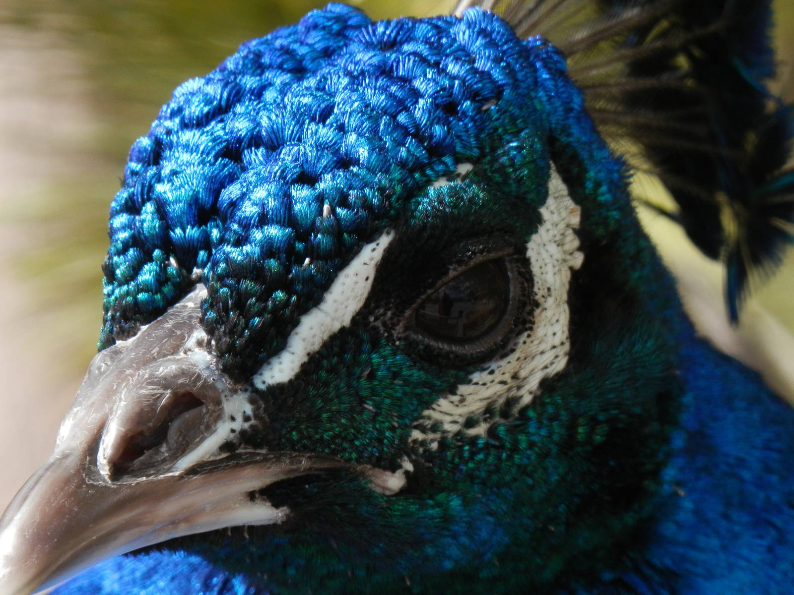 Peacock