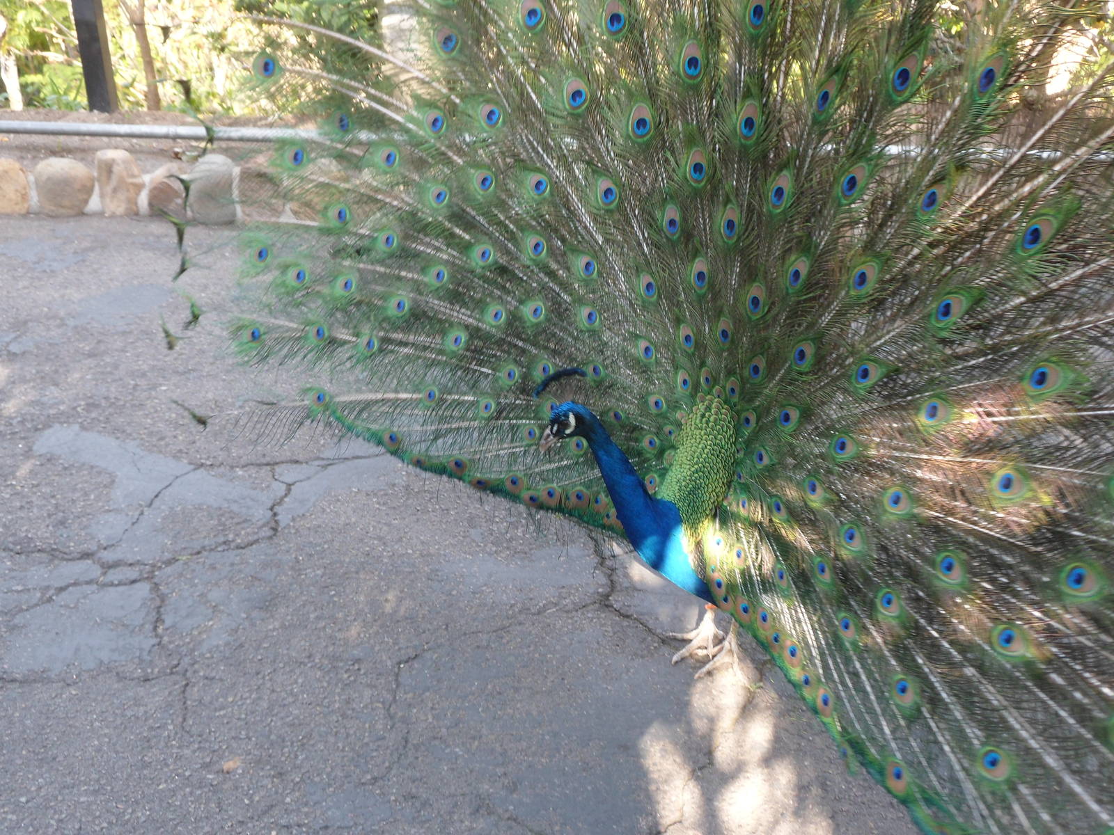 Peacock