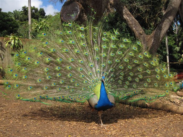 Peacock