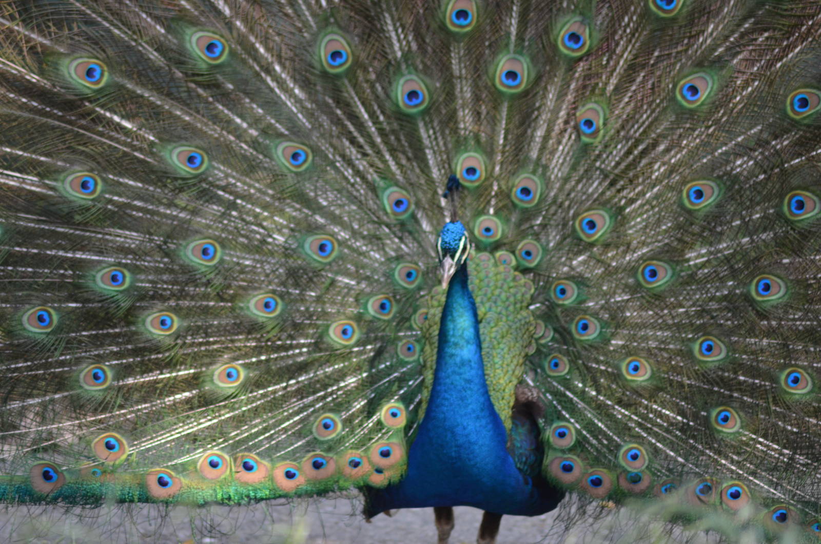 Peacock