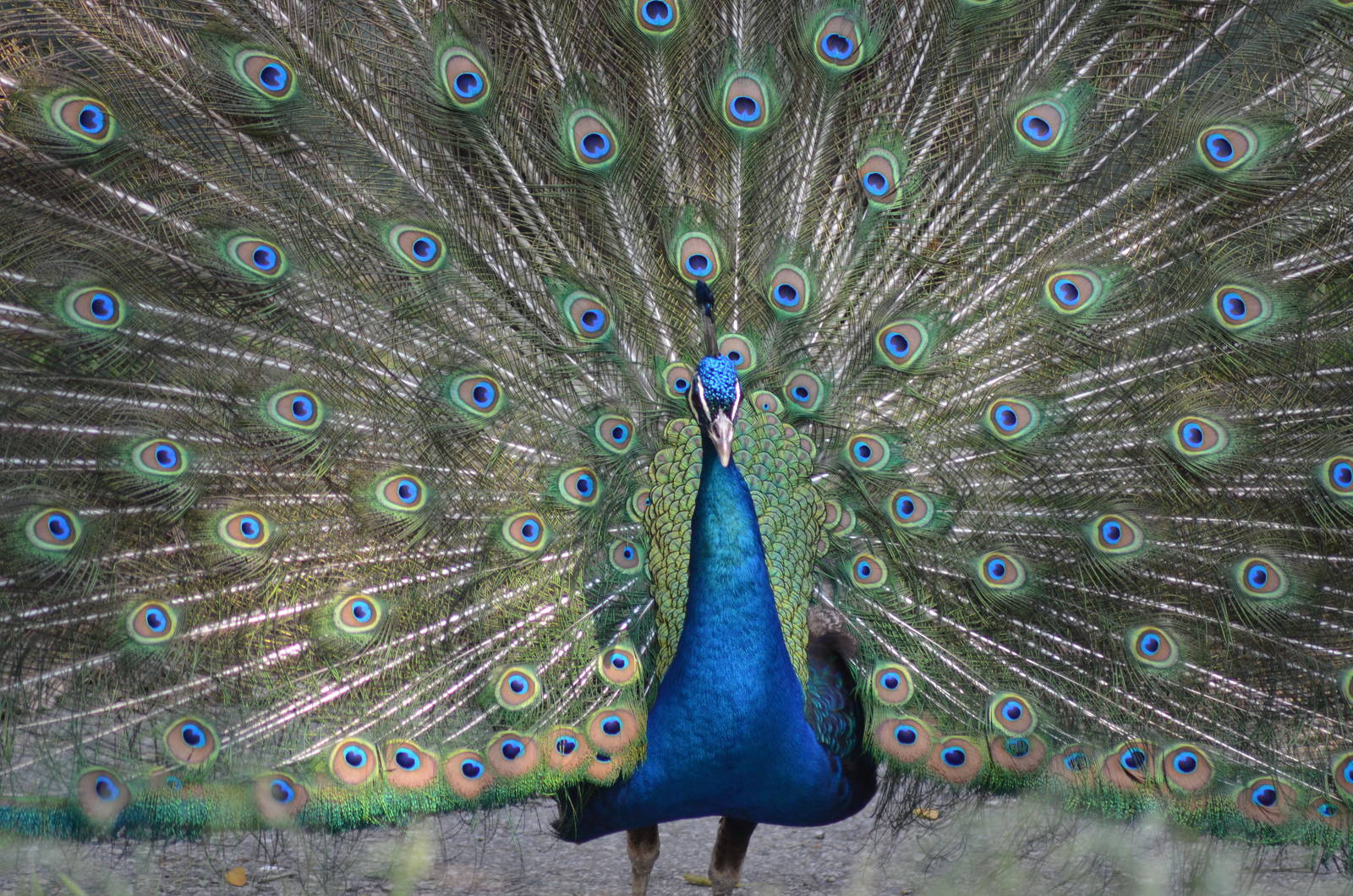 Peacock