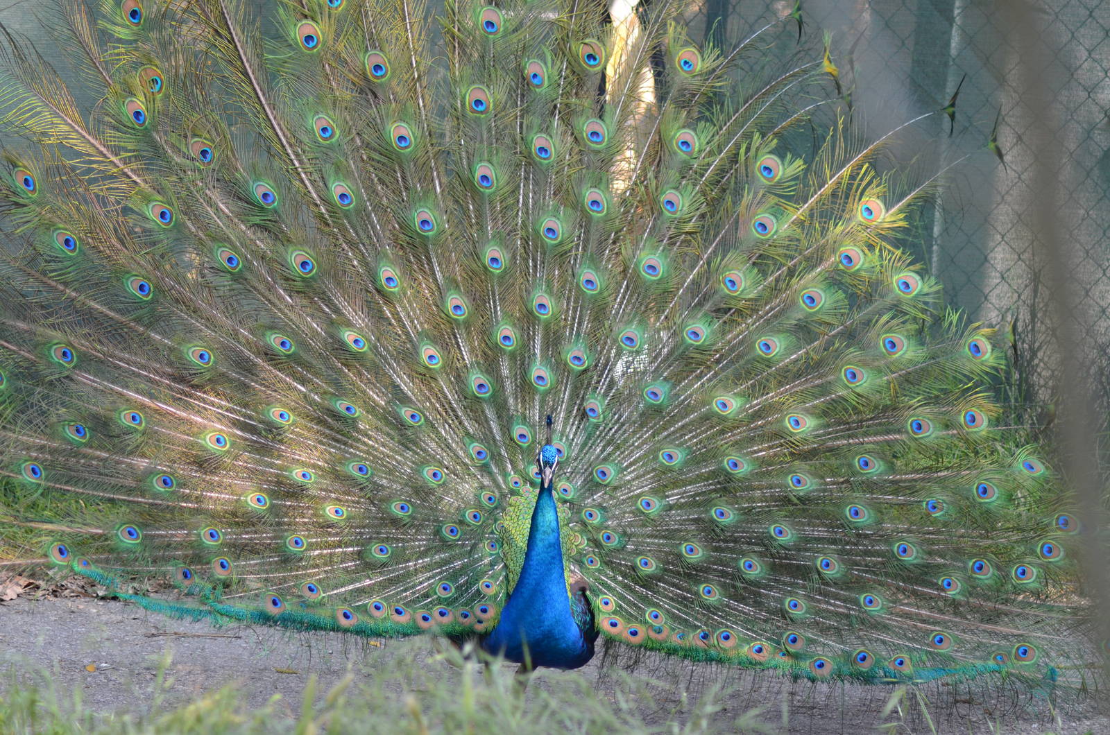 Peacock
