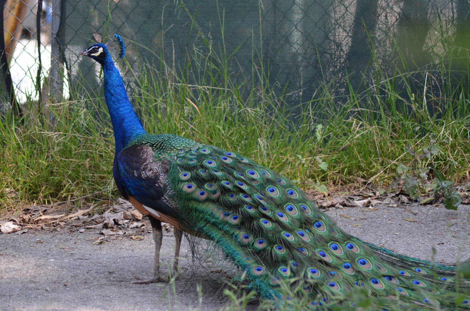 Peacock