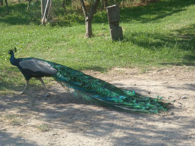 Peacock