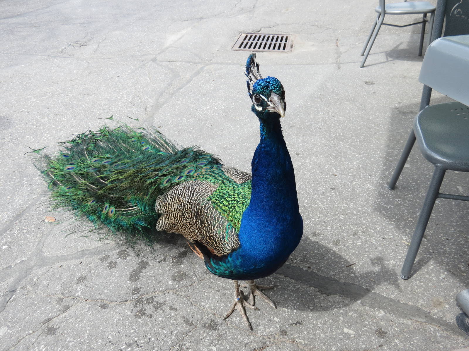 Peacock