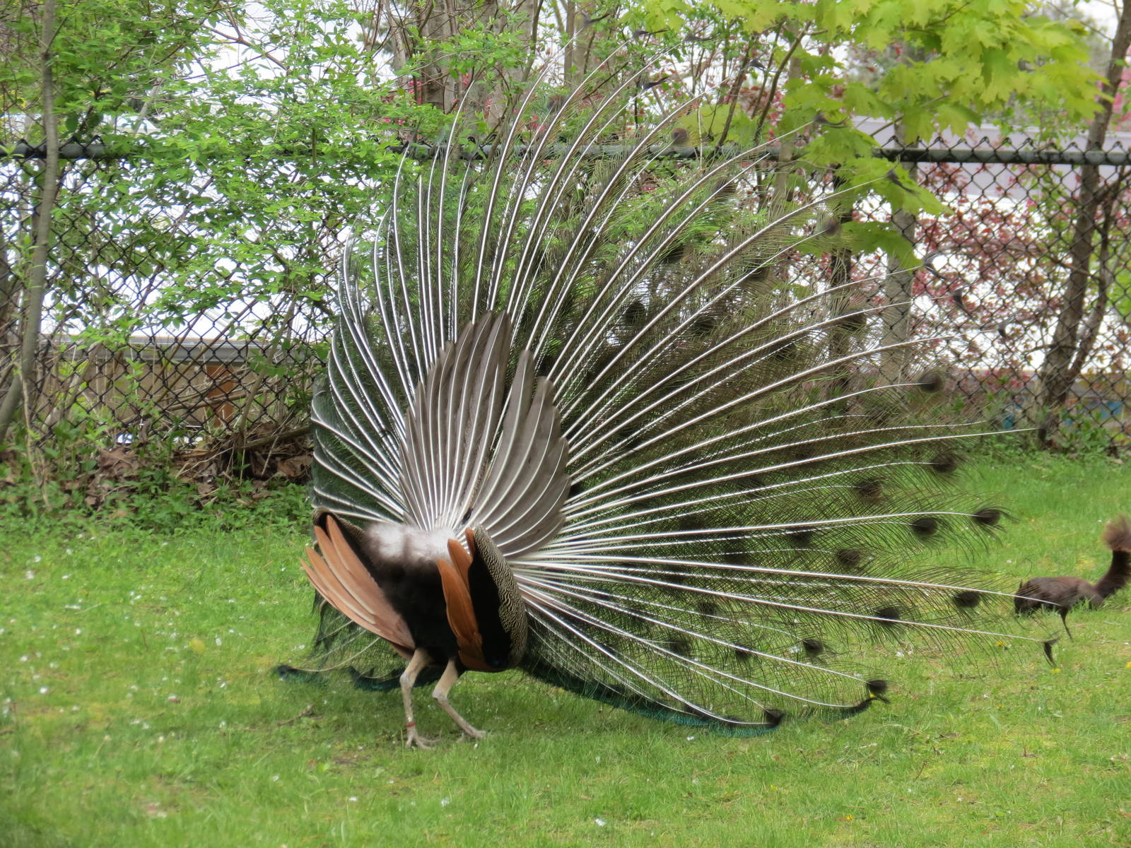 Peacock