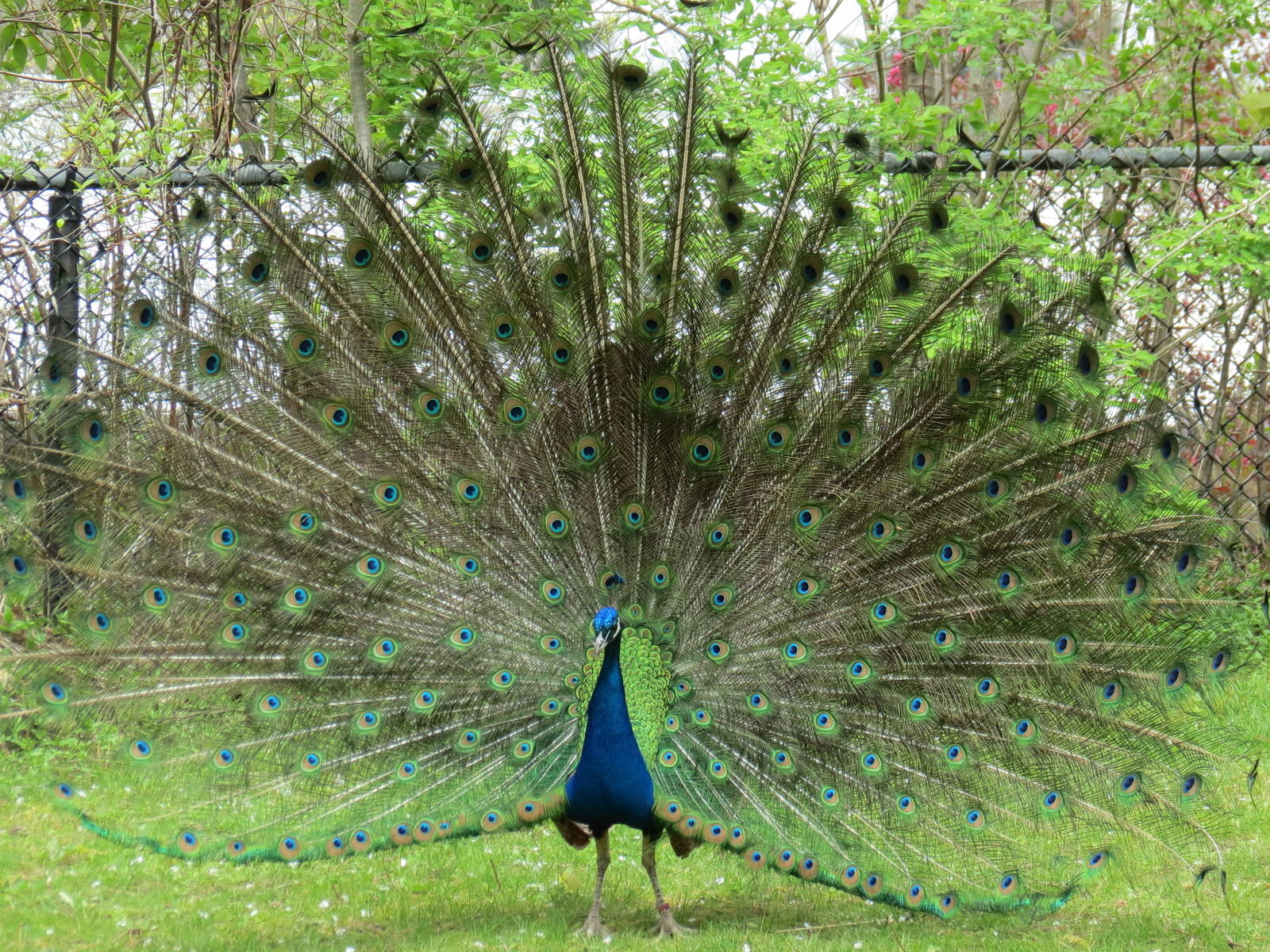 Peacock