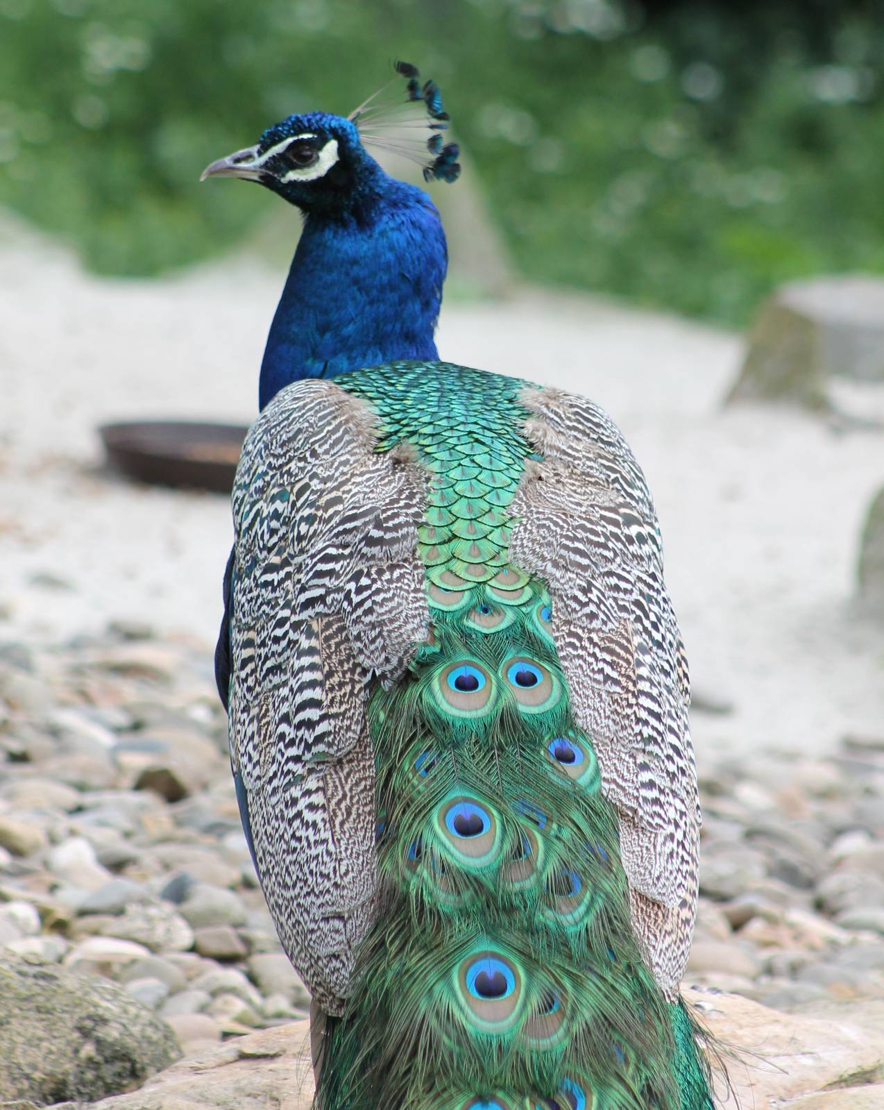 Peacock