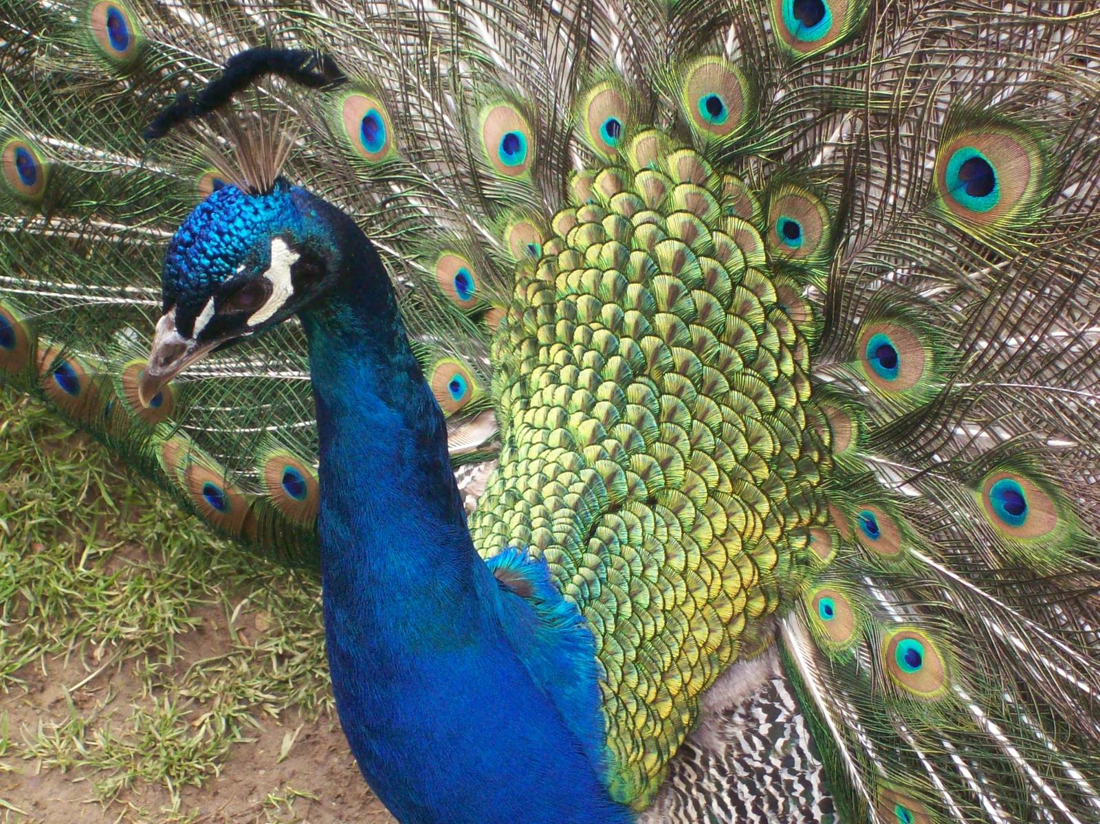 Peacock