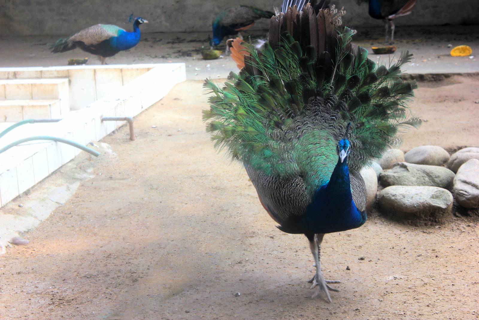 Peacock